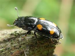 Attēlu rezultāti vaicājumam “Glischrochilus hortensis”