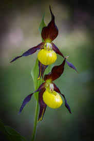 Attēlu rezultāti vaicājumam “Cypripedium calceolus flower”