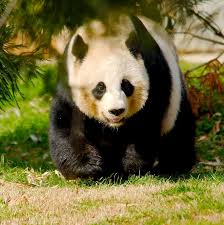 Résultat de recherche d'images pour "pandas"