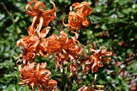 Attēlu rezultāti vaicājumam “Lilium lancifolium flower”