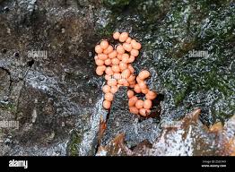 Attēlu rezultāti vaicājumam “Trichia contorta”