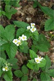 Attēlu rezultāti vaicājumam “Fragaria moschata flower”