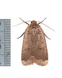 Attēlu rezultāti vaicājumam “Insecta”