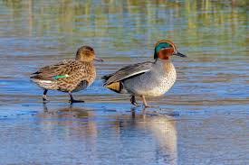 Attēlu rezultāti vaicājumam “Anas crecca”
