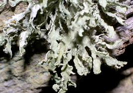 Attēlu rezultāti vaicājumam “Ramalina pollinaria”