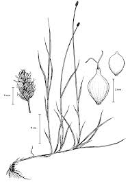 Attēlu rezultāti vaicājumam “Carex chordorrhiza”