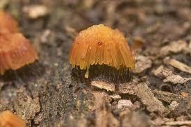 Attēlu rezultāti vaicājumam “Stemonitis lignicola”