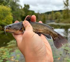 Image result for Ameiurus melas