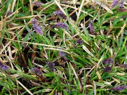Attēlu rezultāti vaicājumam “Sesleria caerulea flower”