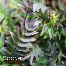 Attēlu rezultāti vaicājumam “Polemonium caeruleum leaf”