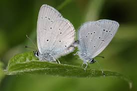 Attēlu rezultāti vaicājumam “Cupido minimus underside”