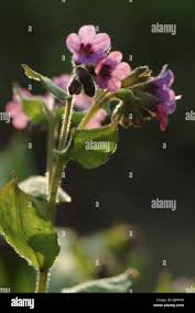 Attēlu rezultāti vaicājumam “Pulmonaria obscura bud”