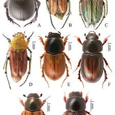 Attēlu rezultāti vaicājumam “Aphodius subterraneus imago”