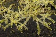 Attēlu rezultāti vaicājumam “Lophocolea minor macro”