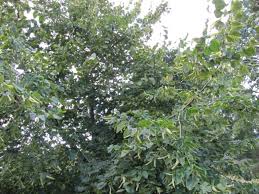 Attēlu rezultāti vaicājumam “Tilia x moltkei”