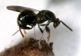 Attēlu rezultāti vaicājumam “Diprion pini female”