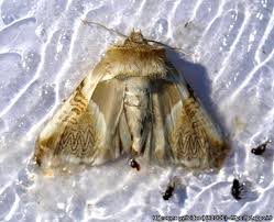 Attēlu rezultāti vaicājumam “Habrosyne pyritoides”