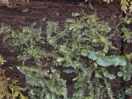 Attēlu rezultāti vaicājumam “Lophozia incisa”