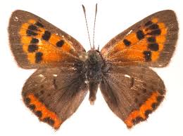 Attēlu rezultāti vaicājumam “Lycaena phlaeas male”