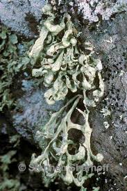 Attēlu rezultāti vaicājumam “Ramalina pollinaria”