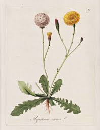 Attēlu rezultāti vaicājumam “Hypochaeris radicata”