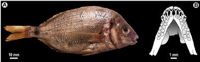 Image result for Diplodus vulgaris