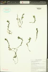 Attēlu rezultāti vaicājumam “Callitriche hermaphroditica”