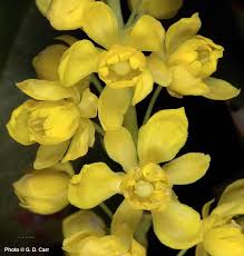 Attēlu rezultāti vaicājumam “Mahonia aquifolium flower”