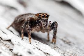 Attēlu rezultāti vaicājumam “Evarcha falcata female”