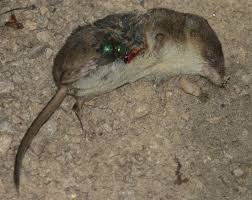 Attēlu rezultāti vaicājumam “Sorex araneus”