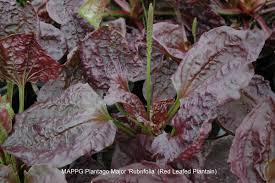 Attēlu rezultāti vaicājumam “Plantago media leaf”