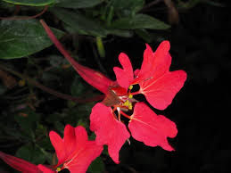 Attēlu rezultāti vaicājumam “Tropaeolaceae”