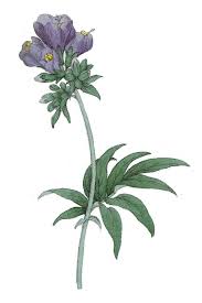 Image result for Polemonium coeruleum