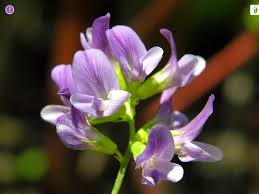 Attēlu rezultāti vaicājumam “Medicago sativa subsp. falcata leaf”