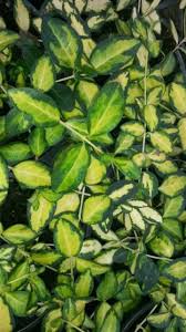 Attēlu rezultāti vaicājumam “Vinca minor leaf”