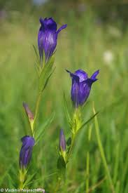 Attēlu rezultāti vaicājumam “Gentiana pneumonanthe flower”