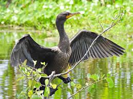 Image result for Phalacrocorax auritus