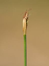 Attēlu rezultāti vaicājumam “Trichophorum alpinum fruit”