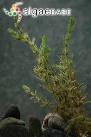 Attēlu rezultāti vaicājumam “Chara globularis”