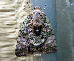 Attēlu rezultāti vaicājumam “Nolidae”