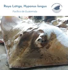 Image result for Hypanus longus