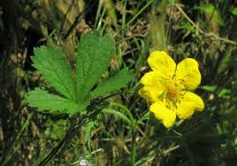 Attēlu rezultāti vaicājumam “Potentilla reptans bud”