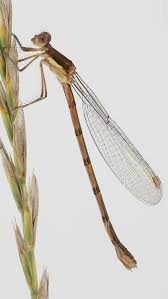 Attēlu rezultāti vaicājumam “Lestes virens female”