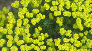 Image result for Wolfsmilch