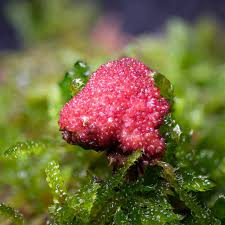 Attēlu rezultāti vaicājumam “Diderma montanum var. album macro”