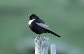 Image result for Turdus torquatus