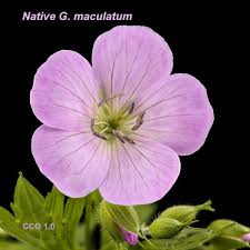 Attēlu rezultāti vaicājumam “Geraniaceae”