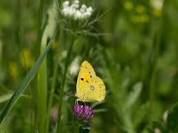 Attēlu rezultāti vaicājumam “Colias croceus underside”