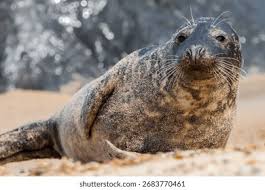 Image result for Halichoerus grypus