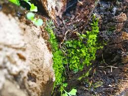 Attēlu rezultāti vaicājumam “Blepharostoma trichophyllum”